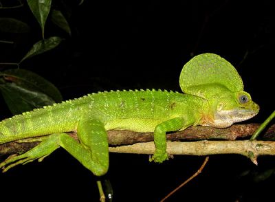 Василиск хохлатый (Basiliscus galeritus)