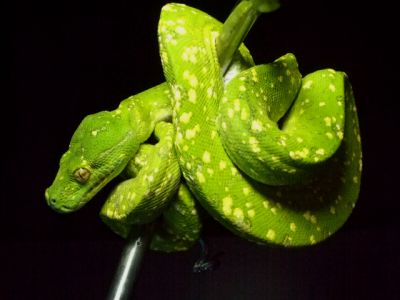 Зелёный питон (Moleria viridis)