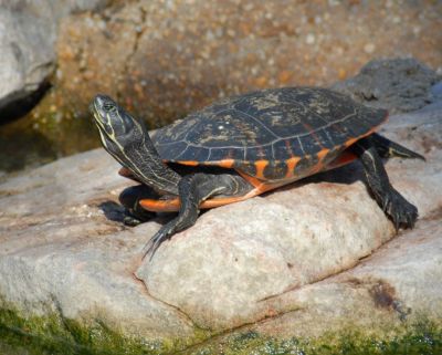 Черепаха краснобрюхая (Pseudemys rubriventris)