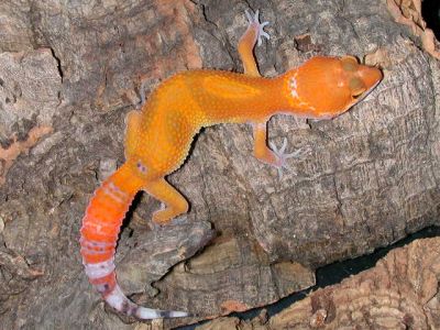 Пятнистый эублефар морфы Super Hypo Tangerine Carrot Tail