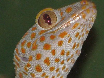 Геккон токи (Gekko gecko)