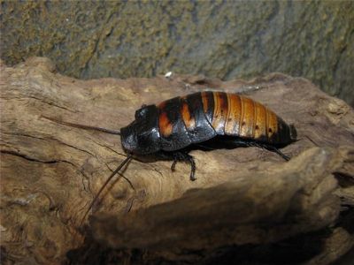 Мадагаскарский таракан (Gromphadorrhina portentosa)