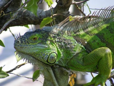 Игуана обыкновенная (Iguana iguana)