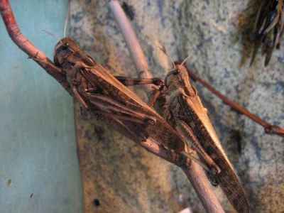 Cаранча (Locusta migratoria, Schistocerca gregaria)
