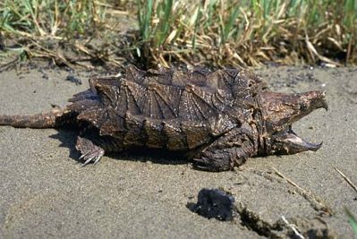 Черепаха грифовая (Macrochelys temmincki)
