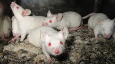 Кормовые лабораторные мыши