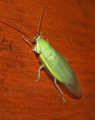 Зелёный таракан (Panchlora nivea)