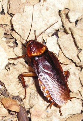 Американский таракан (Periplaneta americana)