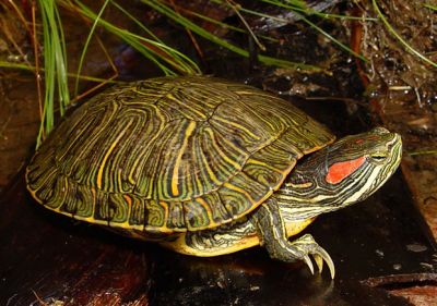 Красноухая черепаха (Trachemys scripta elegans)