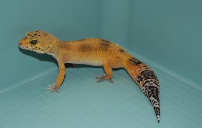 Леопардовый геккон